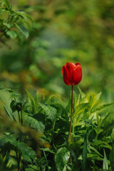 Tulips on the flowerbed