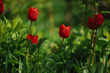 Tulips on the flowerbed
