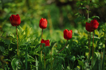Tulips on the flowerbed
