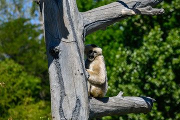 White Cheeked Gibbon-01