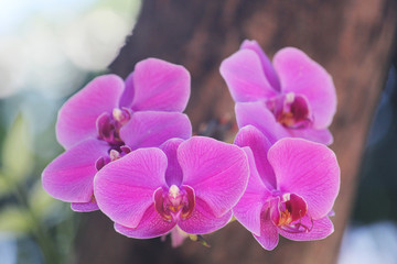 Naklejka na ściany i meble orchid flowers typical of Indonesia