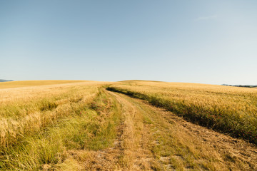 Campo di grano