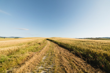 Immenso campo di grano