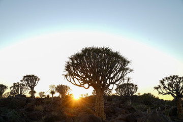 Landscape gradually comes alive as sun rises over horizon