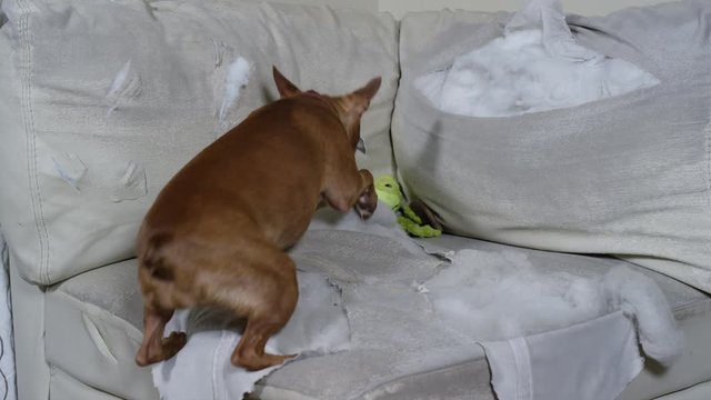 Cute Little Dog Ripping Up A White Couch Furniture