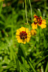 Small bee in yellow wildflower
