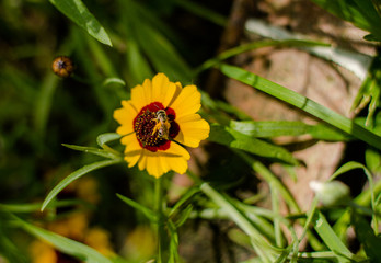 Small bee in yellow wildflower