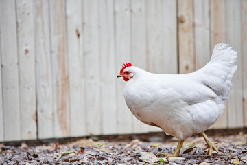 Domestic farm chicken poultry easter eggs village cock cage free