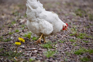 Domestic farm chicken poultry easter eggs village cock cage free