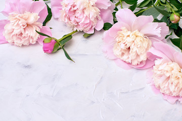 Pink peonies on white background. Holiday background, copy space, top view.