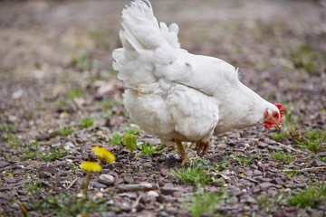 Domestic farm chicken poultry easter eggs village cock cage free