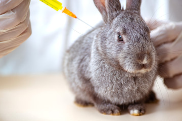 Vet doctor checking up rabbit in his clinic