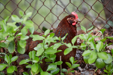 Domestic farm chicken poultry easter eggs village cock cage free