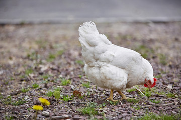 Domestic farm chicken poultry easter eggs village cock cage free