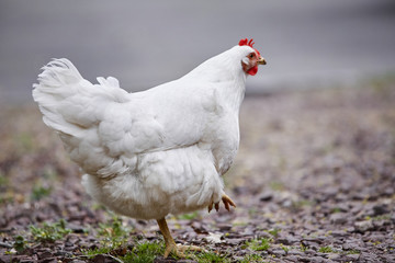 Domestic farm chicken poultry easter eggs village cock cage free