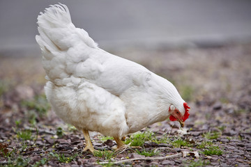 Domestic farm chicken poultry easter eggs village cock cage free
