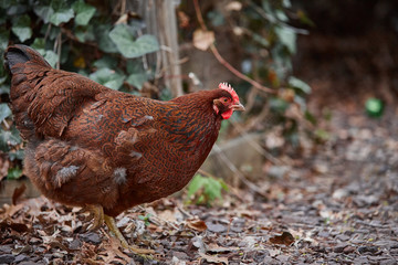 Domestic farm chicken poultry easter eggs village cock cage free