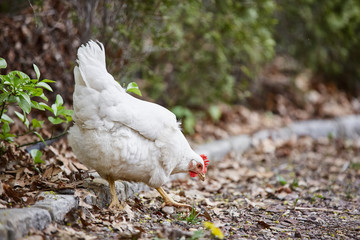 Domestic farm chicken poultry easter eggs village cock cage free