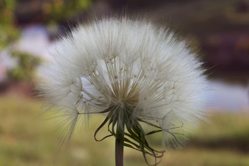 Inflorescence of a large dandelion against a background of blurred natural background.