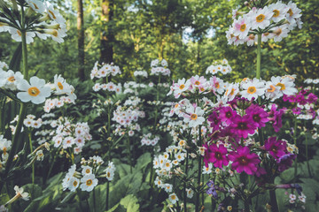 Japanese Primrose (Primula japonica) along a nature trail at Ringwood State Park, NJ in vintage setting