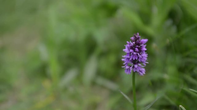 Alpine flowers bloom in summer