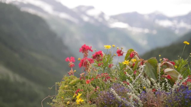 Alpine flowers bloom in summer