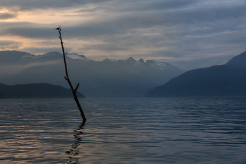 Bird sitting on top of a tree surrounded by the beautiful Canadian Mountain Landscape during cloudy sunset. Taken in Howe Sound, North of Vancouver, BC, Canada.