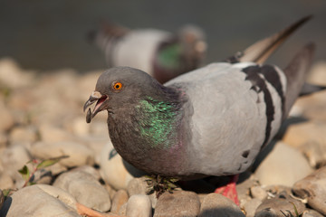 Close up single dove looking for food along the river. Dove against the background of a river