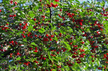Fototapeta na wymiar A graphical resource consisting of a number of cherry berries on a cherry tree.