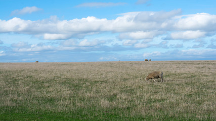 Obraz na płótnie Canvas Sheeps in the farm