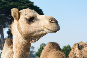 Close up Camel head