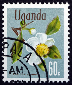 Postage stamp Uganda 1969 Snuff-box Tree, Small Decidous Tree