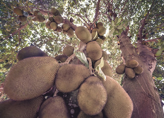 Jackfruit tree full of fruits. Image with depth of field and focus on center.