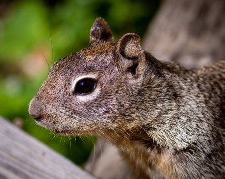 Uinta Ground Squirrel (Potgut) in Utah Wasatch Mountains