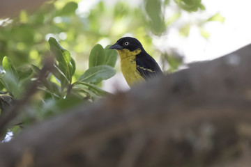 male Baglafecht weaver who sits on a thick trunk of a tree in the shade