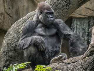 Fototapeta na wymiar Pensive Gorilla