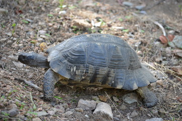 turtle