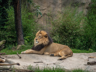 Obraz premium Lion at rest