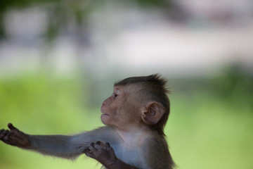 可愛いサル