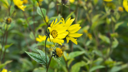 Common Ragwort Senecio jacobaea - beautiful yellow flower closeup macro