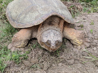 Obraz premium Snapping turtle laying eggs