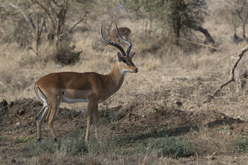 male impala who stands among the bushes in the African savannah on a hot day