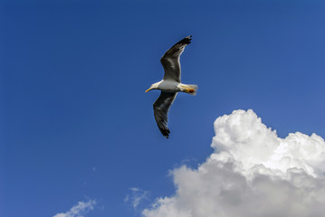 Istanbul, Turkey, 3 Agust 2012: Seagull at sky