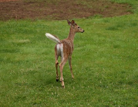 Little Whitetail Buck Deer Running On Lawn