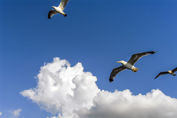 Istanbul, Turkey, 3 Agust 2012: Seagulls at sky