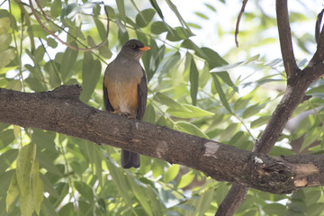 Olive thrush that sits on a tree branch in the shade of leaves on a hot African day