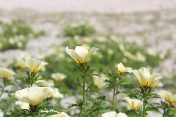 Margarida Cabofriense