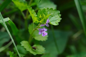 Glechoma hederacea (Kaki-dooshi)
