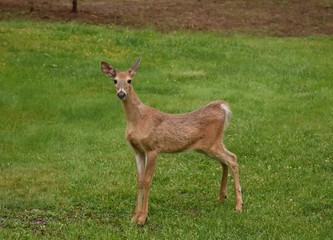 Whitetail buck deer standing on lawn