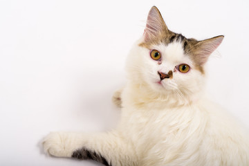 Fototapeta na wymiar Cute Fluffy Persian Cat Against White Background